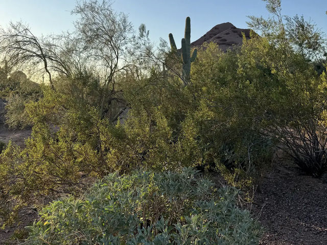Desert Botanical Garden