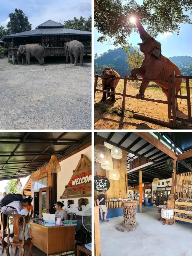 “Gentle Giants’ Haven: The Heart of Chiang Mai’s Elephant Sanctuary”