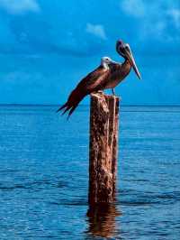 π΄π Laughing Bird Caye National Park β Jewel of the Caribbean