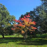 Autumn Splendor at Parc de Sceaux