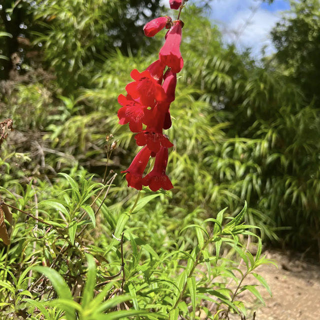 University of California Botanical Garden