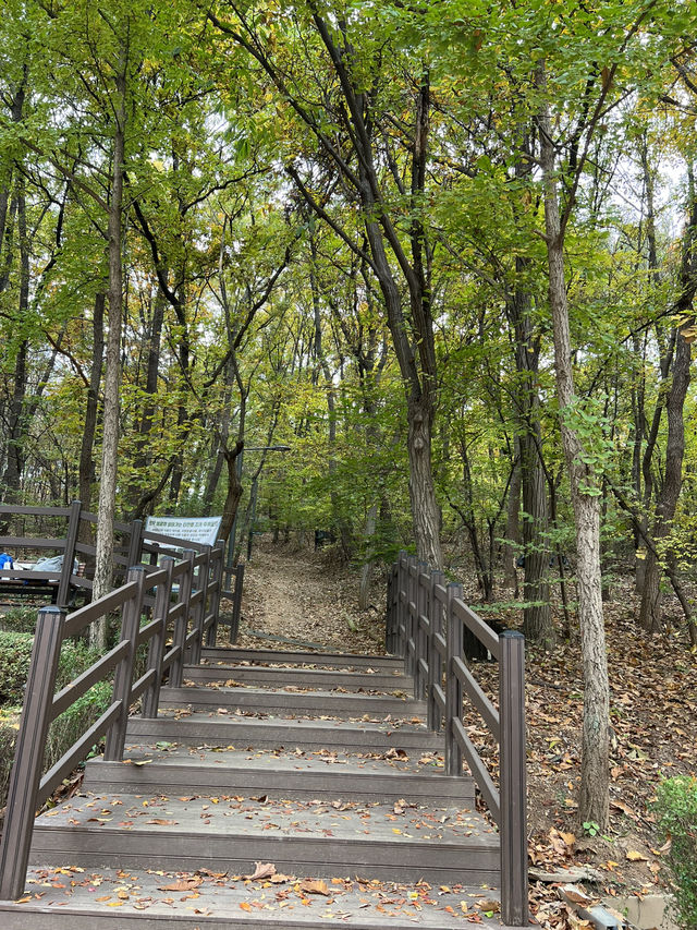 🌳🍁숲길에서