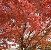 Impeccable Gardens and Architectural Harmony