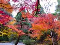 京都龍安寺秋日賞楓必到秘境🍁一場視覺與心靈的雙重盛宴