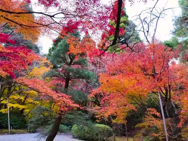 京都龍安寺秋日賞楓必到秘境🍁一場視覺與心靈的雙重盛宴