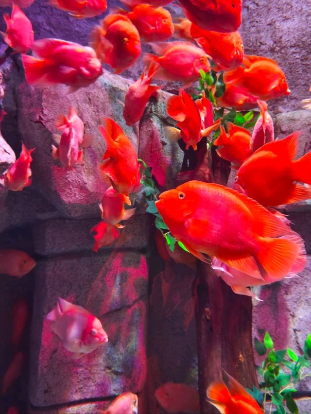 富國島珍珠樂園