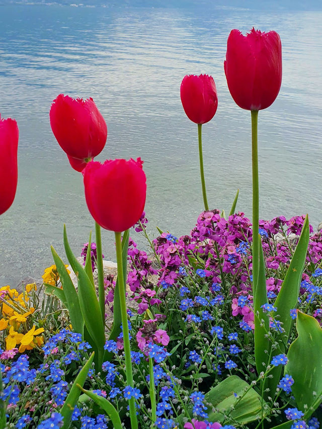 Lake Geneva: Switzerland’s Dreamy Escape You’ll Never Forget 💎🌄