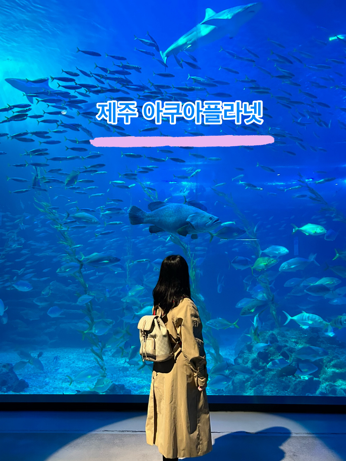 제주 아쿠아플라넷🩵