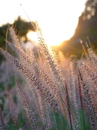 Living Gifts nursery, La trinidad Benguet