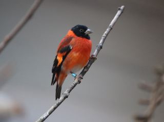 ピッツバーグの国立鳥類園で鳥たちと楽しいひとときを。