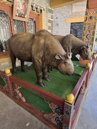 Royal Takin Preserve Motithang