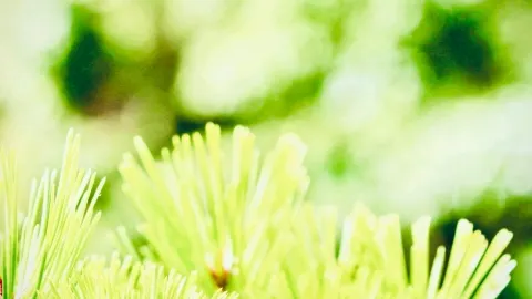 紐西蘭南島斯圖爾特島淡水河苔蘚奇異鳥森林easytravelpost #StewartIs — traveler post in 奧本