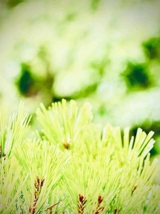 New Zealand South Island Stewart Island Freshwater River Mossy Kiwi Foresteasytravelpost #StewartIs