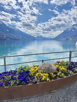 Swiss spring surprises - Bonigen to Brienzersee Lake Trail, experience "Europe's most beautiful streets" and fantastic lakes and mountains!

If you want to get away from the crowds, breathe the fresh air of the floral trails in Switzerland, or want to take the classic route known as "Europe's most beautiful streets" for yourself, Bönigen and then crossing to the Brienzersee lakeside must be included in your itinerary! There are nostalgic wooden houses, snow-capped mountains, crystal-clear lakes, and wildflowers in full bloom in spring. Every step is fairy-like. Real shot: Wood carved window sill with flowers, more fantastic to completely no filter. (Local niche route, very few sightseeing tours, super quiet mood 🪵🌸)

📍Attraction recommendation

1. Brunngasse - "Europe's Most Beautiful Street"
Brunngasse is an iconic attraction in the Swiss town of Brienz, about 300 meters long and lined with ancient 18th-century wooden houses. This street is ranked as one of the "most beautiful streets in Europe" because of its exquisite woodcut decoration and flowery window sills. When you come here, remember to slow down your pace, appreciate the little ideas under the roof of each house, and take pictures until you can't stop!

2. Brienzersee Lakewalk
Address: Unnamed Road 3806, 3806 Bönigen, Switzerland
Opening Hours: Open all day year-round
From Brunngasse, take a slow walk along a long and sloping hidden path towards the lakeside, and you will find that the view is getting more and more open along the way, and the blue water of the entire Lake Brienz will be seen in the later part (there will also be some breeze blowing in the spring super comfortable). The trail is surrounded by pure lake water on one side, snow-capped mountains on the other, and overlooking the entire town of Brienz on the way.

🪵My tip sharing
· Spring (March/April) came just in time, the flowers at the foot of the mountain just bloomed, the temperature, the trail were super comfortable, not too hot and not many tourists.
· It is recommended to prepare comfortable hiking shoes, because the section of Brunngasse through the lake, although beautiful, but a bit steep and long, walk to the end everyone said it was worth the fare.
· Connecting snack/picnic cloth, a sit on the lakeside grass will have Swiss talents enjoying the immediate sense of spring.
· Some areas along the road do not have much shade, remember to bring sunglasses and sunscreen!

Recommended restaurants nearby
· For an authentic Swiss town taste, there are several traditional family restaurants near Brunngasse, such as: Hotel Restaurant Steinbock, which offers super delicious Swiss cheese fondue and handmade desserts. Some restaurants recommend making reservations by phone during peak season and holidays.
· For a simpler you can bring your own sandwich, picnic by the lake and enjoy the pleasant scenery, Swiss locals love this trick.

Transportation Tips
· It is recommended to take the Swiss National Railway to Interlaken Ost station and transfer to the bus for 10 minutes to Ponegan. A short walk into the atmospheric town and trail area ~

Conclusion
This trail from Ponegan to Brienzersee is not only good for photos, but also perfect for slow life enthusiasts. There is no pressure of bustling tourists, only wooden houses, fresh flowers, lake light, snow peaks, when the weather is good you will definitely fall in love 💙 Want to try the pure beautiful scenery of small Switzerland, this Line up must Bookmark!

#switzerland #europe #Europe #switzerland #Brienz