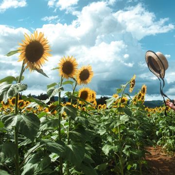 一面の黄色に圧倒される、津南のひまわり畑🌻 | Trip.com 津南町