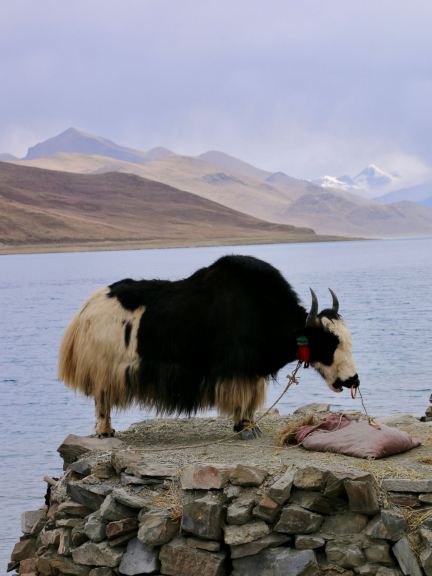 Yamdrok Lake: Tibet’s Sacred Turquoise Jewel 💎🏔️