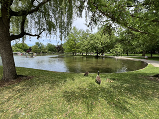 Strolling Through Boston Public Garden & Common: City Views and Historic Vibes 🌳🏙️