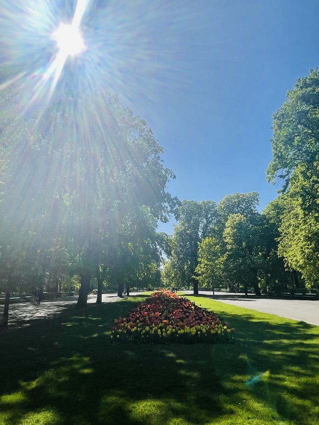 【ポーランド🇵🇱/満開のチューリップが咲くサスキ庭園】