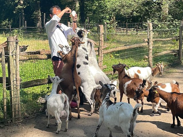 在動物園內飛馳 🏁