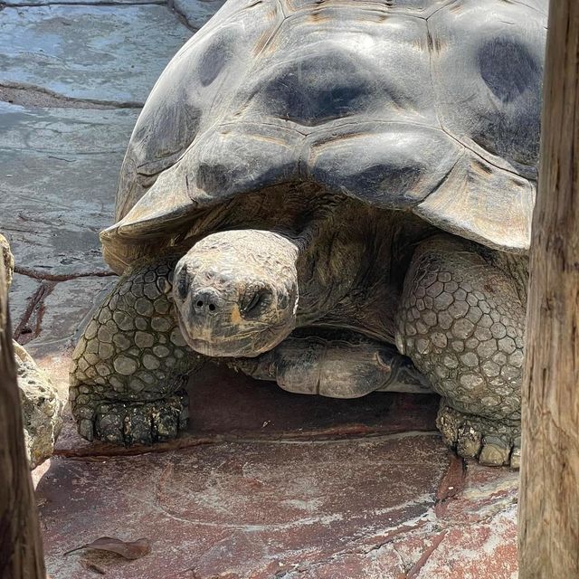 Gatorland Orlando 🇺🇸