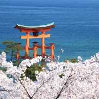 宮島和嚴島神社櫻花🌸