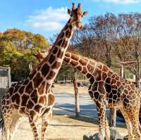 🐘姬路中央公園🦉開車穿越野生動物園區🐯