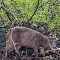 Wonderful wildlife in Barbados