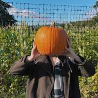 Pumpkin Patch Perfection: Halloween at Tulleys Farm