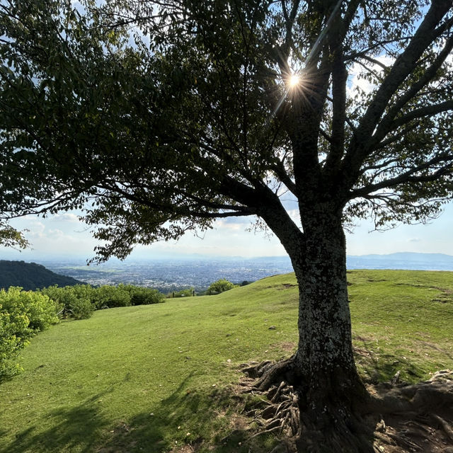 A must-visit to Mount Wakakusa in Japan! ⛰️ 