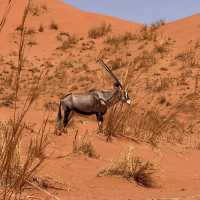 Namib desert