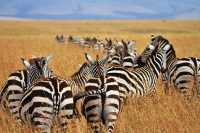 8-Day Amazing Comfort Camping Safari – Tanzania