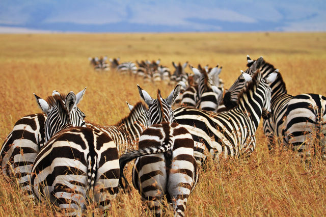 8-Day Amazing Comfort Camping Safari – Tanzania