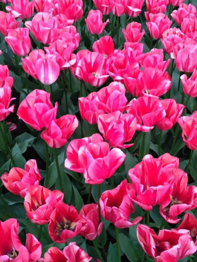 Spring in Keukenhof is a real fairy tale that brings us back to nature and its amazing beauty. 