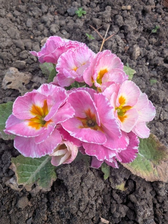 identified flowers 🌹🌸