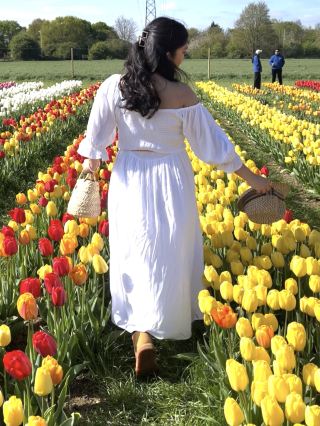 ทิวลิปฤดูใบไม้ผลิ 🌷