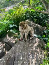 Monkeying around on Gibraltar🇬🇮 