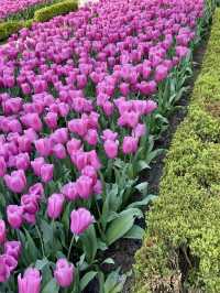 Tulip Glow & Hanging Houses Show