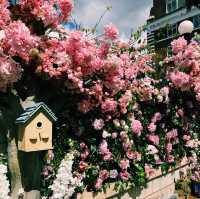 🌸 Chelsea Flower Show 2025: A Blooming Spectacle in London 🌿