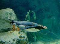 Toronga Zoo 