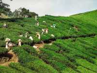 Step into a Fairytale: Exploring the Mossy Forest of Cameron Highlands