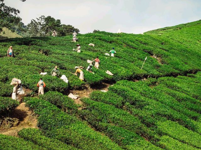 Step into a Fairytale: Exploring the Mossy Forest of Cameron Highlands