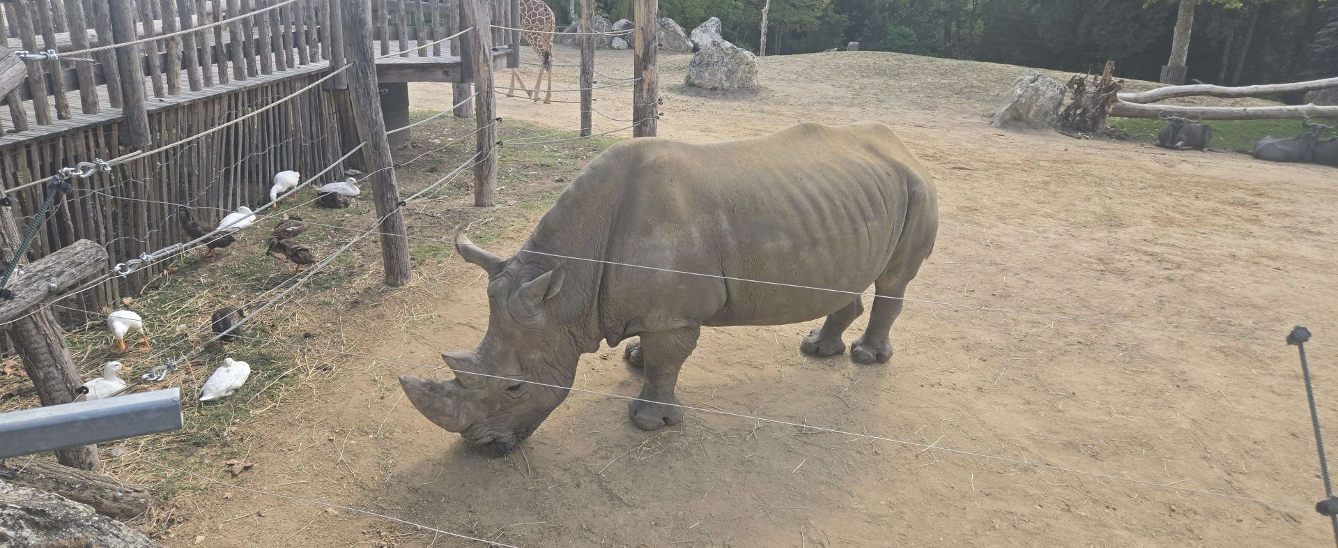 Had a great time at ZooParc de Beauval with tickets from Trip.com!