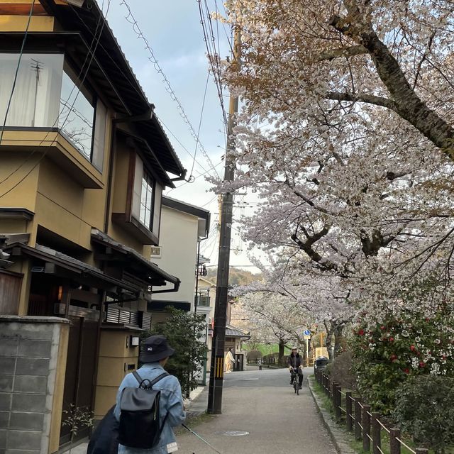 京都終極賞櫻攻略🌸 蹴上鐵道&哲學之路