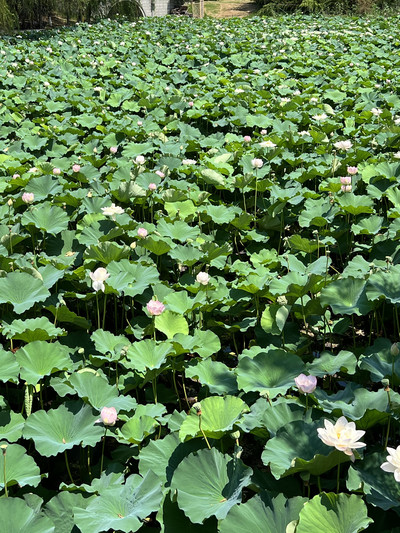 蓮の花地蔵 蓮の花のお地蔵さん №2 : お地蔵さんの独り言