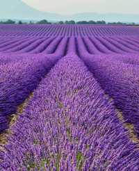 Australian Lavender 🌟 Please bookmark the South France Lavender Guide.