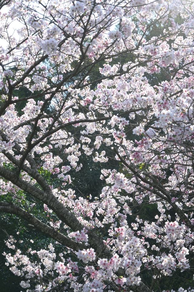 Spring cherry blossom viewing, Taipei's Yangmingshan welcomes a colorful feast.