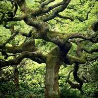 Wimbledon Common - London
