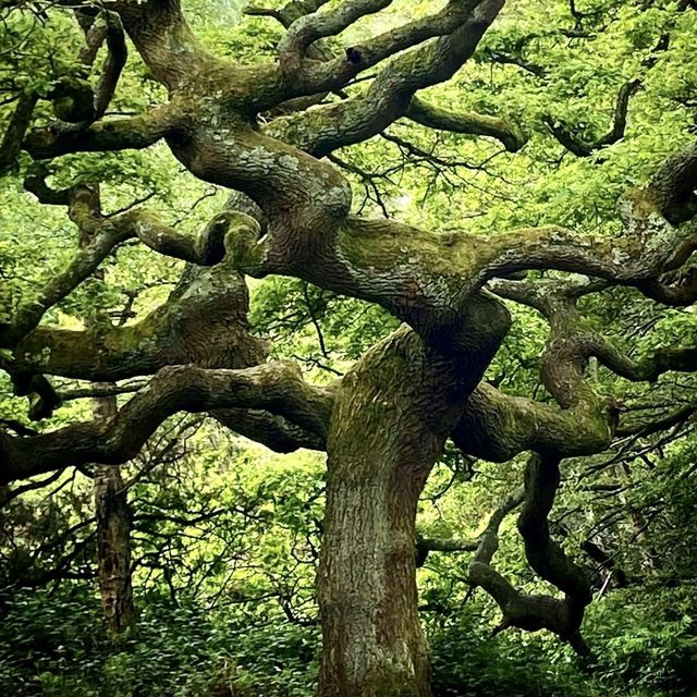 Wimbledon Common - London