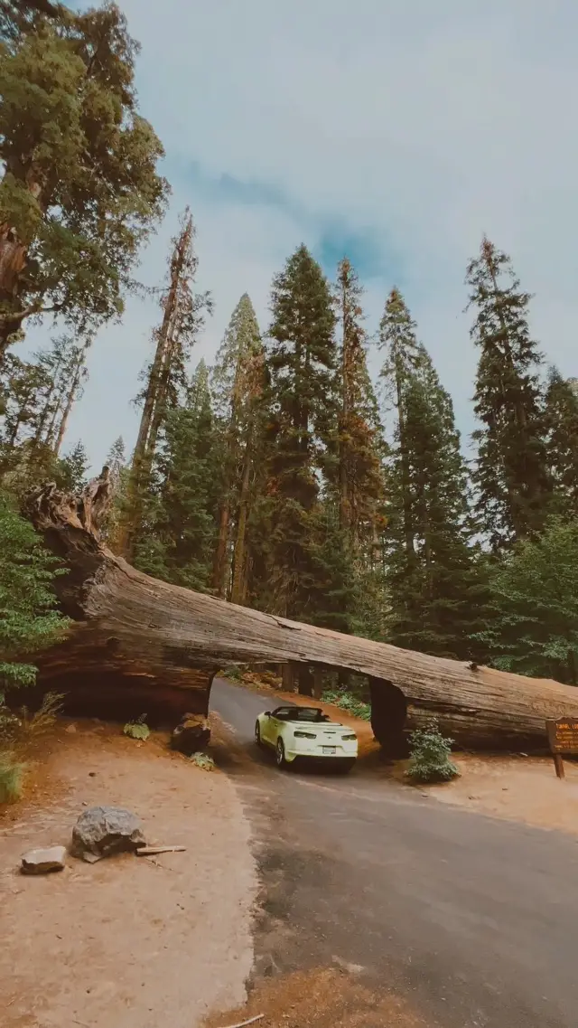 Driving Through Giants: Sequoia National Park