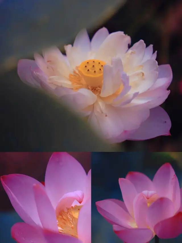 "Enter the gate and you don't see the temple, you can hear the pine wind from ten miles away